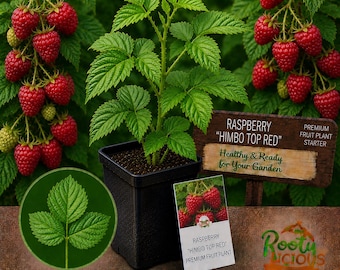 Himbo-Top Raspberry - Everbearing - Live Bare Root Plants - Huge Berries & High Yields