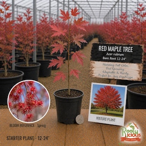 May include: A young red maple tree in a black pot, with vibrant red leaves. The image includes a sign that reads "Red Maple Tree" and "Starter Plant - 12-24". A smaller image shows a mature tree. The background shows other red maple trees.