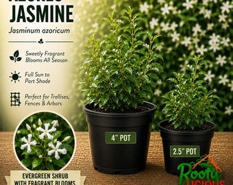 Azores Jasmine Live Plant Jasminum Azoricum Rare Fragrant Starter Pot Size