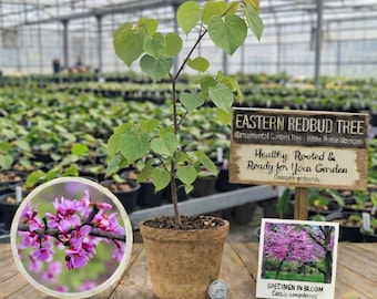 Eastern Redbud Tree - Cercis canadensis - Live Sapling (12-24")