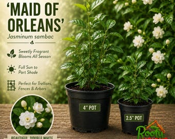 May include: Two Jasmine Maid of Orleans plants in black plastic pots, one in a 4-inch pot and one in a 2.5-inch pot. The plants have green leaves and are displayed with text describing the plant, its fragrance, and its light requirements.