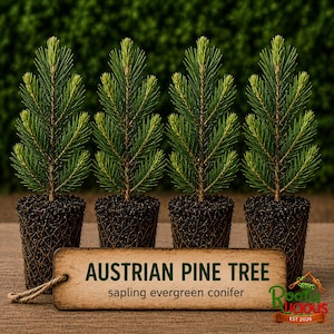 May include: Four Austrian pine tree saplings in dark soil containers, arranged in a row. A rectangular wooden sign in front displays the text: AUSTRIAN PINE TREE sapling evergreen conifer, with a small logo in the bottom right corner.