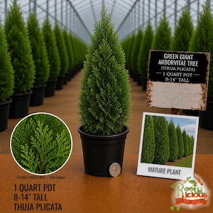 May include: A Green Giant Arborvitae tree in a black pot. The tree is 8-14 inches tall and is labeled as Thuja Plicata. The image includes a close-up of the foliage and a photo of mature plants. The sign says "Fast Growing, Privacy Screen, Windbreak, Deer Resistant, Low Maintenance."