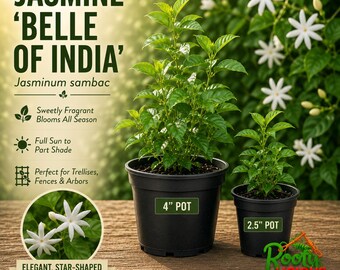 May include: Jasmine 'Belle of India' Jasminum sambac plant in a 4-inch black pot and a 2.5-inch black pot. The text includes 'Sweetly Fragrant Blooms All Season', 'Full Sun to Part Shade', 'Perfect for Trellises, Fences & Arbors', and 'Elegant, Star-Shaped White Blooms'.
