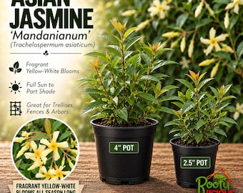 May include: Two Asian Jasmine Trachelospermum asiaticum plants in black plastic pots. One pot is labeled 4 inch and the other 2.5 inch. Text includes Asian Jasmine Mandanianum, Fragrant Yellow-White Blooms, Full Sun to Part Shade.