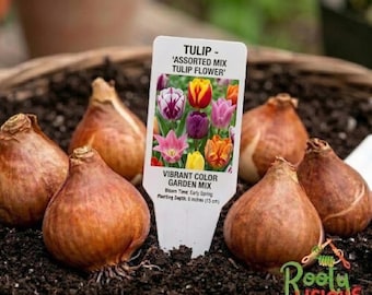 Mixed Tulip Bulbs Varieties Collection: Tulipa Gesneriana for Fall Planting, Perennial Zones 3-8