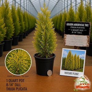 May include: A Golden Arborvitae tree in a black pot, 8-14 inches tall. The image includes a close-up of the foliage, a sign with details, and a photo of mature plants. The sign reads "Easy to Grow, Low Maintenance, Excellent for Hedges, Privacy & Screening."