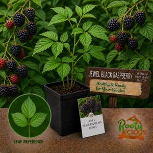 May include: A Jewel Black Raspberry fruit plant in a black square pot. The plant has green leaves and is surrounded by branches of ripe, black raspberries. A sign reads "Jewel Black Raspberry" and "Healthy & Ready for Your Garden."