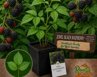 Jewel Black Raspberry - High-Yield Variety - Live Bare Root Plants - The Premier Gourmet Berry