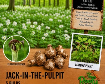 May include: Five brown, textured Jack-in-the-Pulpit bulbs, also known as Indian Turnip (Arisaema triphyllum). The image includes a flower reference circle, a mature plant photo, and a sign labeled Jack-in-the-Pulpit with 5 bulbs Indian Turnip.