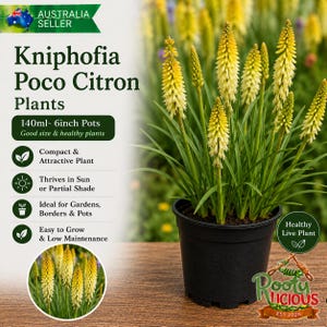 May include: A Kniphofia Poco Citron plant in a 140ml black plastic pot. The plant features tall, slender green leaves and multiple spikes of yellow and white tubular flowers. Text on the image includes Kniphofia Poco Citron Plants.