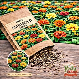 May include: A brown paper packet labeled "Mixed Marigold Seeds" is open, spilling seeds onto a wooden surface. The packet features a colorful image of marigold flowers. The background shows a field of vibrant orange, yellow, and red marigolds.