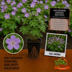 May include: A potted wild geranium plant with purple flowers and green leaves. The image includes a close-up of a single flower and a photo of the plant in full bloom. Text on the image reads "Wild Geranium Cranesbill Bare Roots Wildflower."
