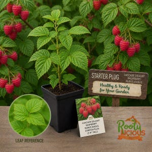 May include: A young raspberry plant in a black square pot, with vibrant green leaves and a backdrop of raspberry bushes laden with red berries. A sign reads "Healthy & Ready for Your Garden". A card shows a cluster of raspberries. The plant is 3-4 inches tall.