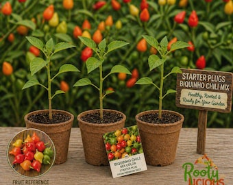 Biquinho Chili Pepper Live Plants - 3 Pack Starter Plugs - 75+ Days Old - Sweety Drop