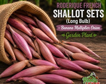Roderique French Shallot Sets - Long Banana Type - Multiplier Onion - Non-GMO Garden Bulbs