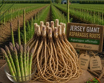 Jersey Giant Asparagus - Asparagus Officinalis - 2-Year Old Live Crowns - High-Yielding Perennial
