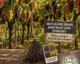 2-Year Muscadine Grape Vine | (1 Plant) Dormant Bare Root | Choose Variety