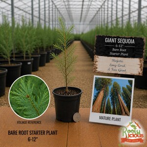 Giant Sequoia Seedling - Etsy
