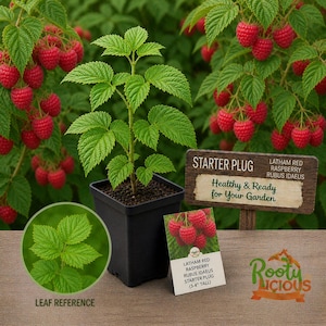 K&ouml;nnte beinhalten: Junge Himbeerpflanze in einem schwarzen quadratischen Topf mit leuchtend gr&uuml;nen Bl&auml;ttern und einem Schild mit der Aufschrift "Healthy & Ready for Your Garden". Die Pflanze ist etwa 7.6-10.2 cm hoch. Rote Himbeeren h&auml;ngen im Hintergrund.