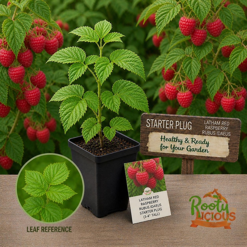 K&ouml;nnte beinhalten: Junge Himbeerpflanze in einem schwarzen quadratischen Topf mit leuchtend gr&uuml;nen Bl&auml;ttern und einem Schild mit der Aufschrift "Healthy & Ready for Your Garden". Die Pflanze ist etwa 7.6-10.2 cm hoch. Rote Himbeeren h&auml;ngen im Hintergrund.