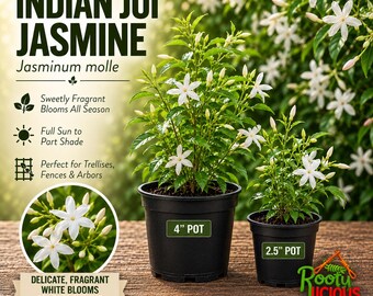 May include: Two Indian Jui Jasmine plants in black plastic pots, one labeled 4 inch pot and the other 2.5 inch pot. The plants have green leaves and white flowers. Text includes Indian Jui Jasmine, Jasminum molle, and plant care details.
