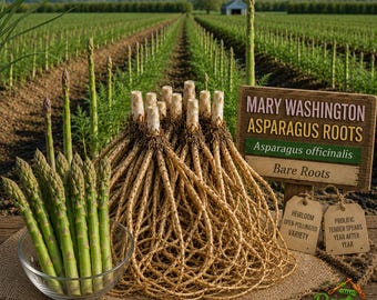 Mary Washington Asparagus - Asparagus Officinalis - 2-Year Old Live Crowns - Traditional Heirloom Variety