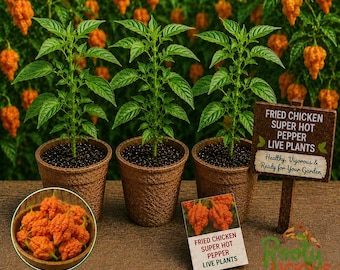 Fried Chicken Pepper - 3 Live Plants (75+ Days Old) - Rare & Unique Super Hot