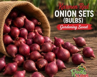 Karmen Red Onion Sets – Sweet Gourmet Planting Bulbs (2026 Season)