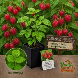 May include: A Caroline Red raspberry bush starter plug in a black pot, surrounded by ripe red raspberries and green foliage. A sign reads "Healthy & Ready for Your Garden". A leaf reference image is also included.