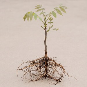 May include: A young tree sapling with exposed roots. The slender brown trunk supports light green leaves at the top. The roots are a network of thin, brown tendrils, spreading out from the base of the trunk.