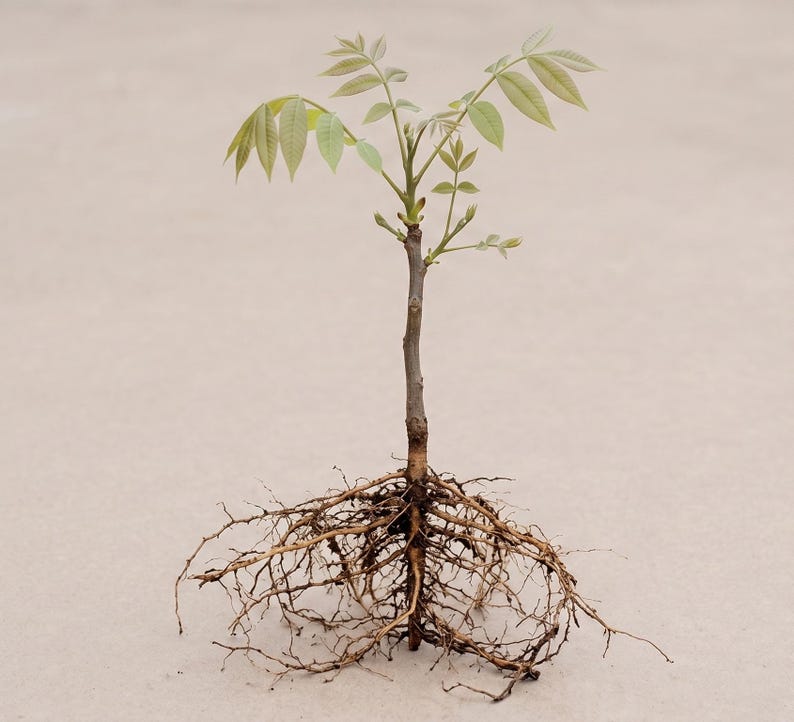 May include: A young tree sapling with exposed roots. The slender brown trunk supports light green leaves at the top. The roots are a network of thin, brown tendrils, spreading out from the base of the trunk.