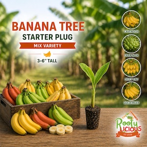 May include: A wooden crate filled with bananas of various colors, including yellow, green, and red, sits next to a small banana plant. The image also features text that reads "BANANA TREE STARTER PLUG" and "3-6" TALL."