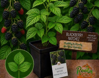 Natchez Thornless Blackberry - Live Starter Plug - Earliest Harvest - Huge Sweet Berries
