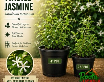 May include: Two Twisted Jasmine plants, Jasminum tortuosum, in black plastic pots labeled 4 inch and 2.5 inch. The image includes text: TWISTED JASMINE, Sweetly Fragrant Blooms All Season, Full Sun to Part Shade, Perfect for Trellises, Fences & Arbors.
