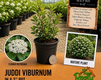 May include: A Juddi Viburnum plant in a 3-inch black plastic pot. The plant has green leaves and is displayed with a sign stating Juddi Viburnum in a 3-inch pot, 6-12 inches, a flower reference circle, and a photo of a mature plant.