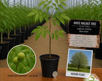 May include: A young white walnut tree in a black pot, 12-24 inches tall, with green leaves. The image includes a reference to the bloom/fruit in late spring and a picture of a mature tree. Text on the sign reads "White Walnut Tree".