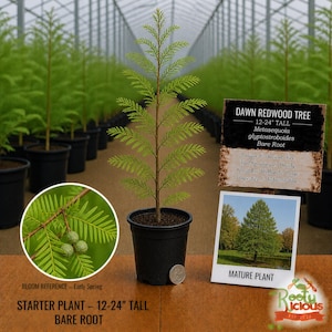 May include: A young Dawn Redwood tree, 12-24 inches tall, in a black pot. The image includes a close-up of the tree's foliage and a photo of a mature tree. Text on the sign reads "Dawn Redwood Tree" and "Starter Plant - Bare Root".