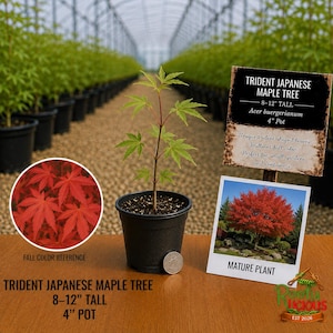 May include: A young Trident Japanese Maple tree, Acer buergerianum, in a 4-inch black plastic pot. The plant has green leaves and a thin stem. A circular inset shows red fall foliage, and a sign displays the text Trident Japanese Maple Tree.