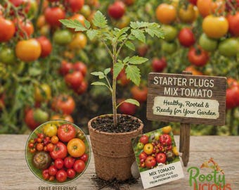 May include: A small tomato plant in a biodegradable pot, with a sign that reads "Starter Plugs Mix Tomato." A plate of various tomatoes is shown, with a packet of tomato seeds. The background features a tomato plant with ripe tomatoes.