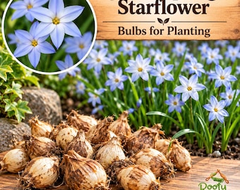 May include: A collection of light brown, papery plant bulbs arranged on a wooden surface, with a circular inset showing light blue, six-petaled starflowers with yellow centers. Text reads Jessie Spring Starflower Bulbs for Planting.