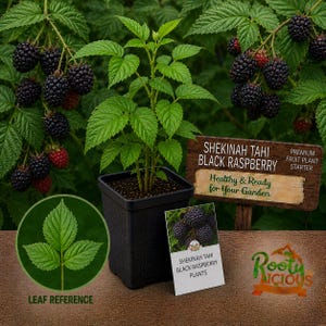 May include: A black square pot with a Shekinah Tahi Black Raspberry plant. The plant has green leaves and is surrounded by branches of ripe, black raspberries. A sign reads "Healthy & Ready for Your Garden."