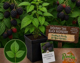 Shekinah Tahi Black Raspberry - Rare Variety - Live Bare Root Plants - Exceptional Gourmet Flavor