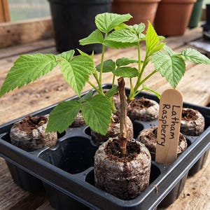 K&ouml;nnte beinhalten: Setzlinge der Sorte Latham Raspberry in einer schwarzen Schale. Jede Pflanze befindet sich in einem kleinen, runden Erdballen. Die Bl&auml;tter sind leuchtend gr&uuml;n. Ein Holzschild tr&auml;gt die Aufschrift "Latham Raspberry".