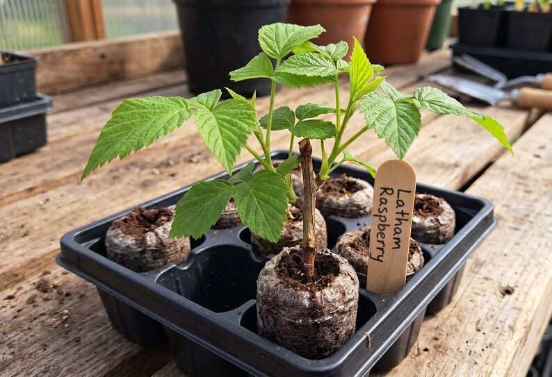 K&ouml;nnte beinhalten: Setzlinge der Sorte Latham Raspberry in einer schwarzen Schale. Jede Pflanze befindet sich in einem kleinen, runden Erdballen. Die Bl&auml;tter sind leuchtend gr&uuml;n. Ein Holzschild tr&auml;gt die Aufschrift "Latham Raspberry".