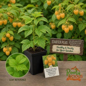 May include: A Golden Ann Gold raspberry plant in a black pot, with green leaves and yellow raspberries. A sign reads "Healthy & Ready for Your Garden." A leaf reference and a card with the plant's name are also visible.