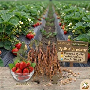 Ogallala Everbearing Strawberry (Fragaria x ananassa) Plants: Cold Hardy, Wild Flavor Bare Root Fruit