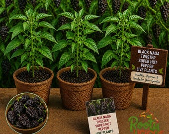 Black Naga Twister - 3 Live Plants (75+ Days Old) - Rare Super Hot - Dark & Gnarled