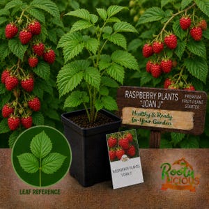 May include: A raspberry plant in a black square pot, surrounded by green leaves and ripe red raspberries. A wooden sign reads "Raspberry Plants 'Joan J'" and "Healthy & Ready for Your Garden". A leaf reference graphic and a product tag are also visible.