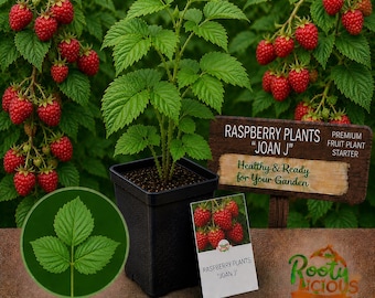Joan J Thornless Raspberry - Everbearing - Live Bare Root Plants - The Premier Gourmet Berry
